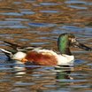 Northern Shoveler